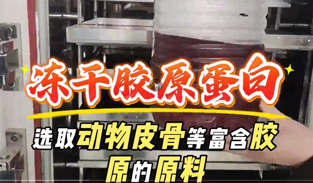 中試型真空冷凍干燥機(jī)凍干膠原蛋白