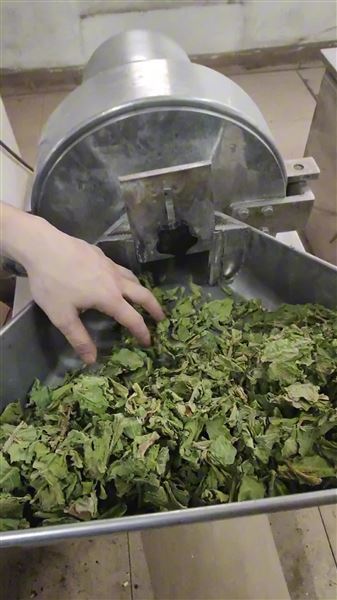烘干的菜葉粉碎