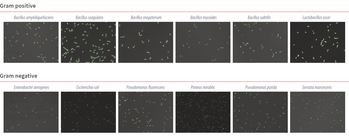 點成干貨 | QUANTOM Tx&trade;微生物細胞計數儀助力快速菌群定量分析